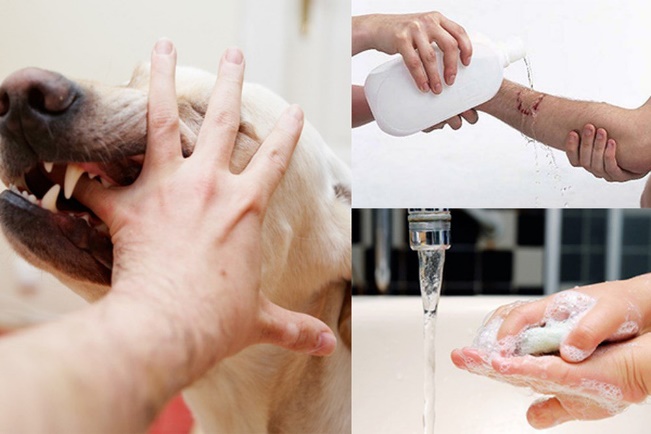 Chủ động các biện pháp phòng chống bệnh Dại trong dịp Tết Nguyên đán