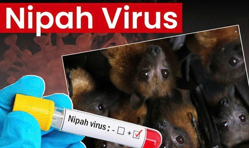 Các địa phương chủ động tăng cường phòng, chống bệnh do vi rút Nipah